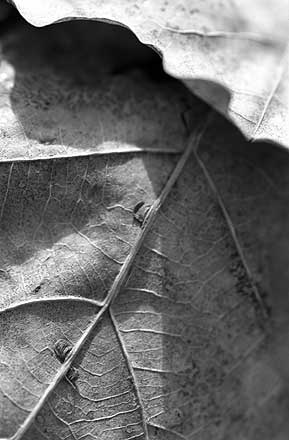 Project Leaves. Photo © Valery Krey, 2003
